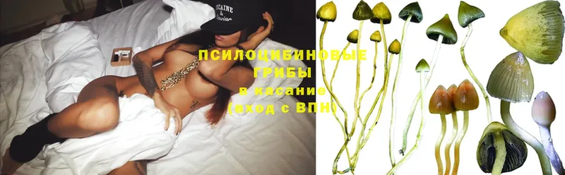 Галлюциногенные грибы Magic Shrooms  Верхнеуральск 